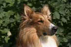 American Collie Portrait