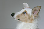 American Collie Portrait