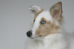 American Collie Portrait