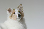 American Collie Portrait