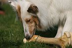 Collie eats bone