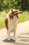 yawning Collie