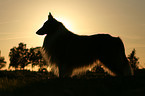 Collie at sundown