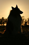 Collie at sundown