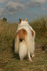 standing American Collie