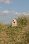 sitting American Collie