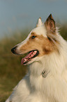 American Collie Portrait