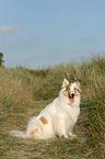 sitting American Collie