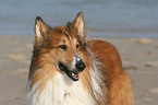 American Collie Portrait