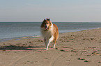 running American Collie