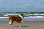 standing American Collie