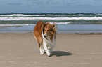 American Collie