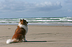 American Collie