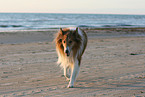walking American Collie