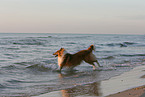 running American Collie