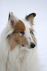 American Collie Portrait