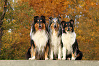 American Collies