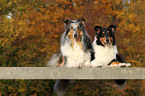 American Collies