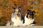 American Collies