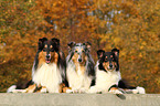 American Collies