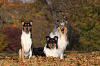 American Collies