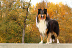 American Collie