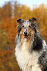 American Collie Portrait