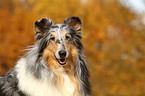 American Collie Portrait