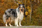 American Collie