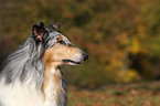 American Collie Portrait