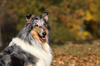 American Collie Portrait