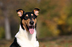 American Collie Portrait