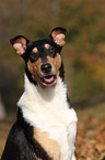 American Collie Portrait