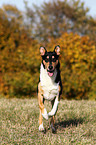 running American Collie