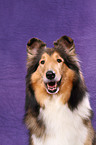 American Collie Portrait