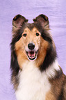 American Collie Portrait