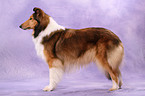 American Collie