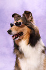 American Collie Portrait