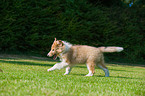 American Collie Puppy