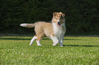 American Collie Puppy