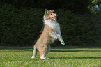 American Collie Puppy