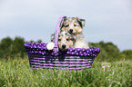 American Collie Puppies