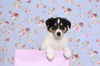 American Collie Puppy in a box