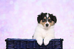 American Collie Puppy in a basket