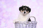 American Collie Puppy in a basket