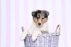 American Collie Puppy in a basket