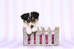 American Collie Puppy in a box