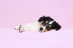 lying American Collie Puppy