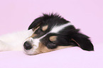 lying American Collie Puppy