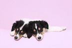 lying American Collie Puppies